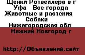 Щенки Ротвейлера в г.Уфа - Все города Животные и растения » Собаки   . Нижегородская обл.,Нижний Новгород г.